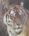 Tet 2010